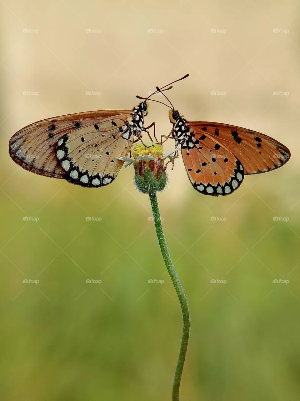 Butterflies on the grass flower in macroshot with blurry background, butterfly, insects, animals, wildlife, wing, nature, beauty of nature, close up, macro