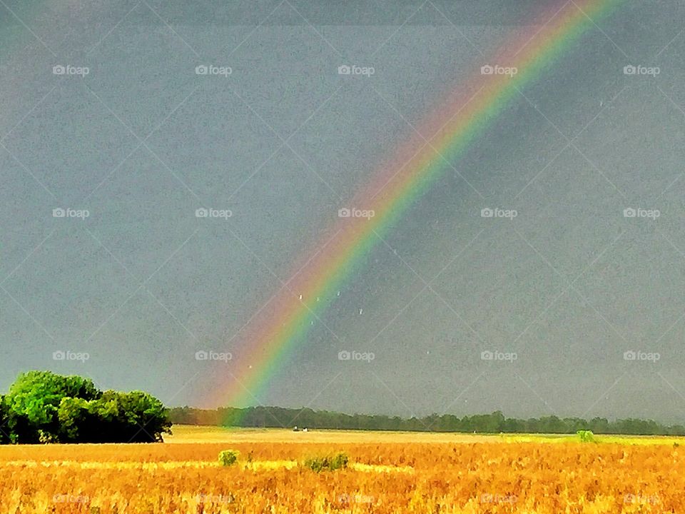 Vibrant close up Rainbow 