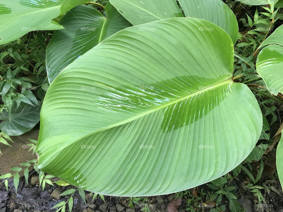 Wet leaf in rainforest