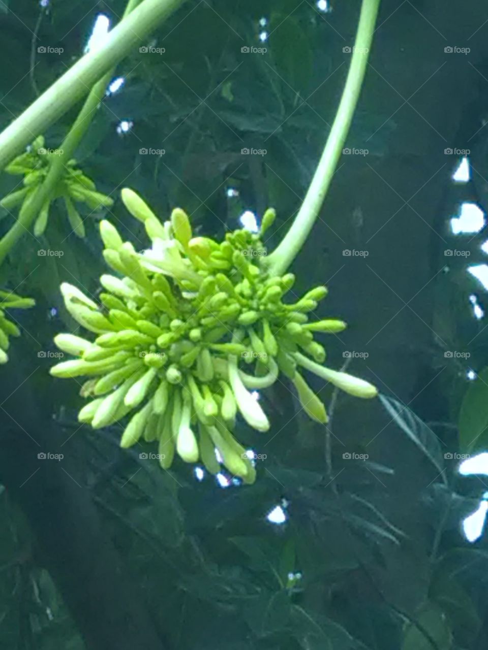 Papaya's flowers