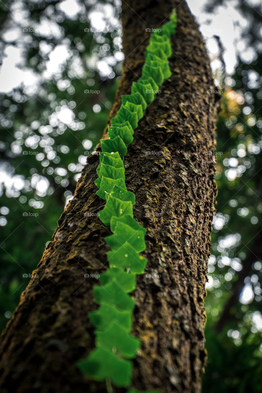 A beautiful green plant grows on a big tree, love the line it makes, growing higher with solid green leaf color