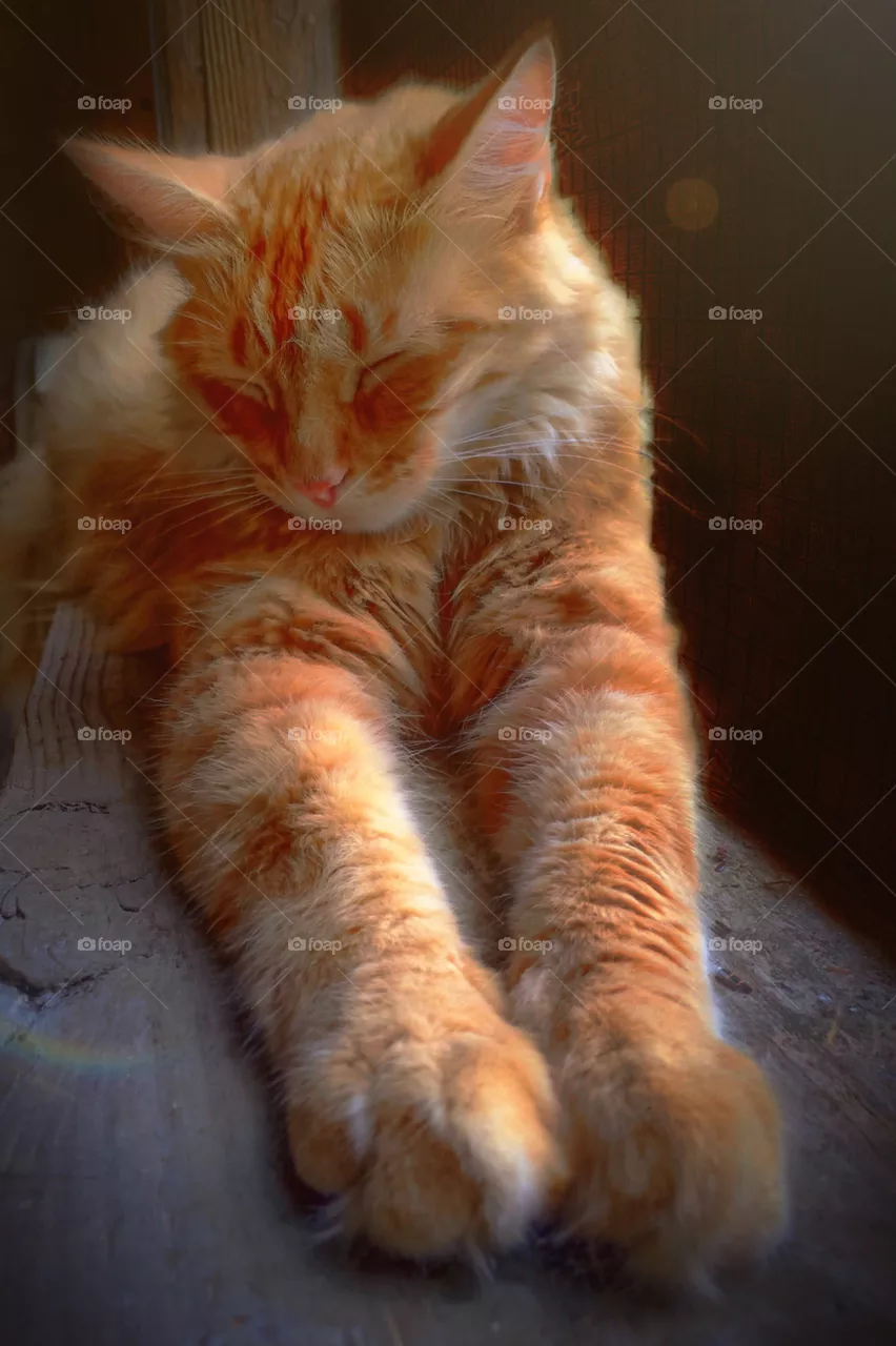 Golden Glow