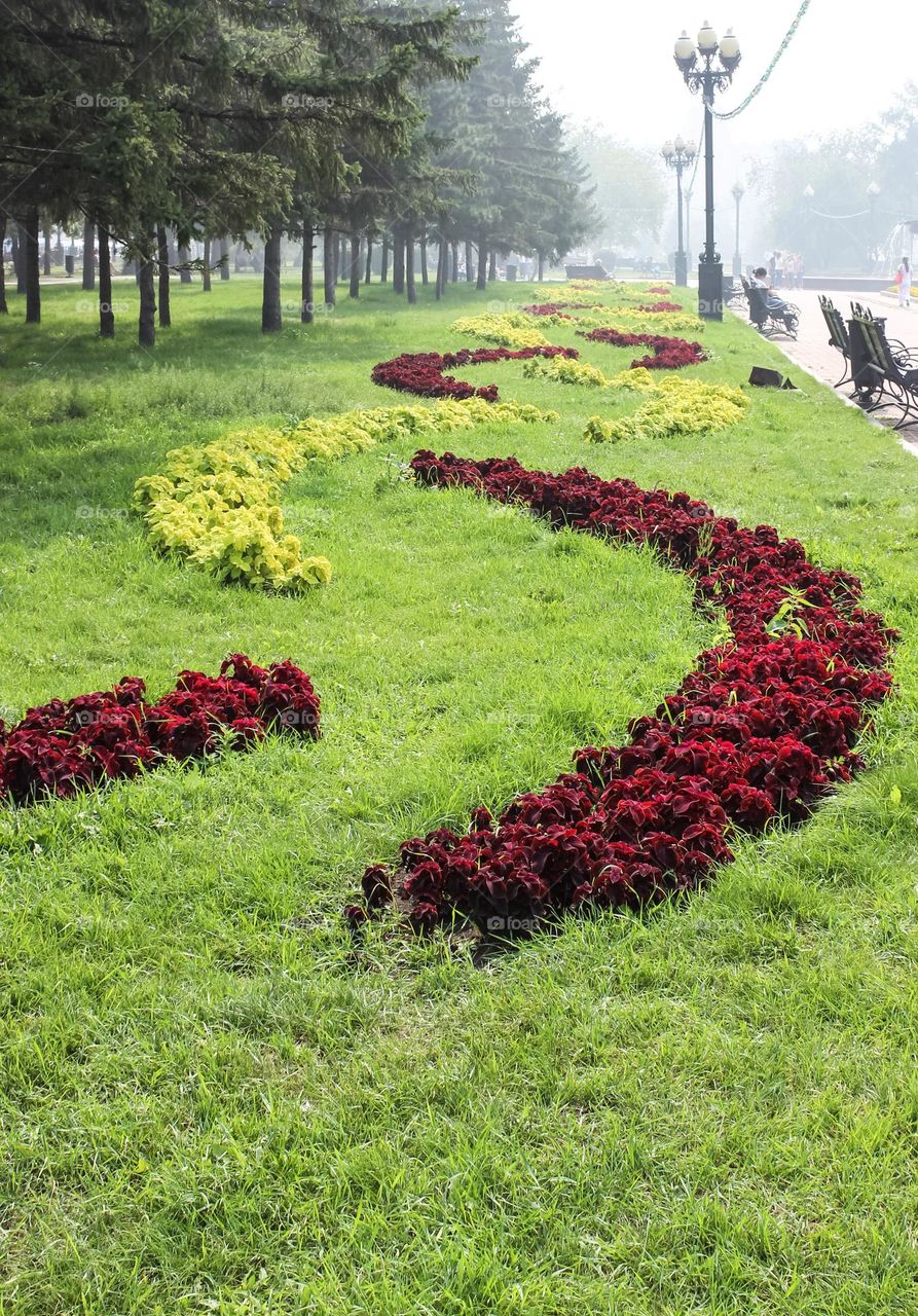 Flower bed in the city park