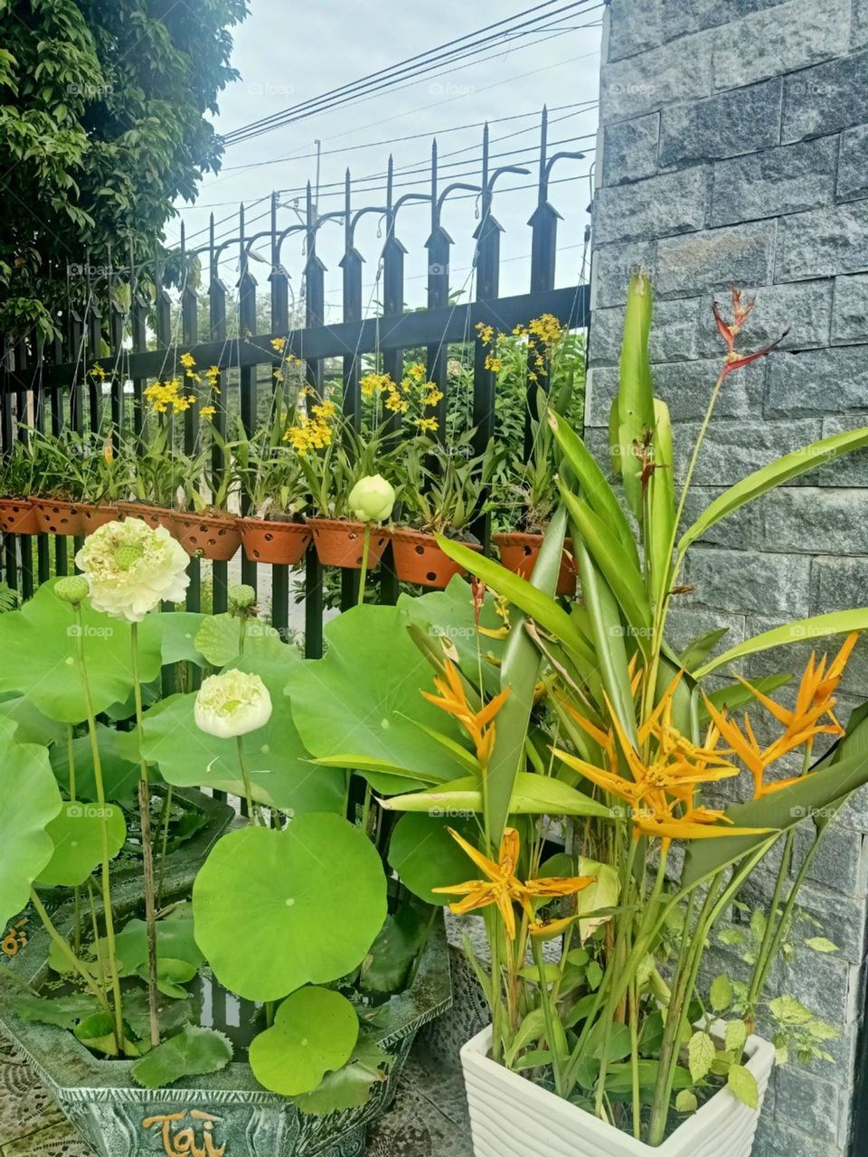 Vườn Hoa của Bạn.