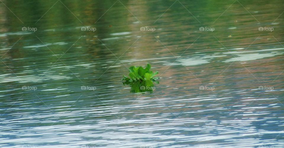 water hyacinth