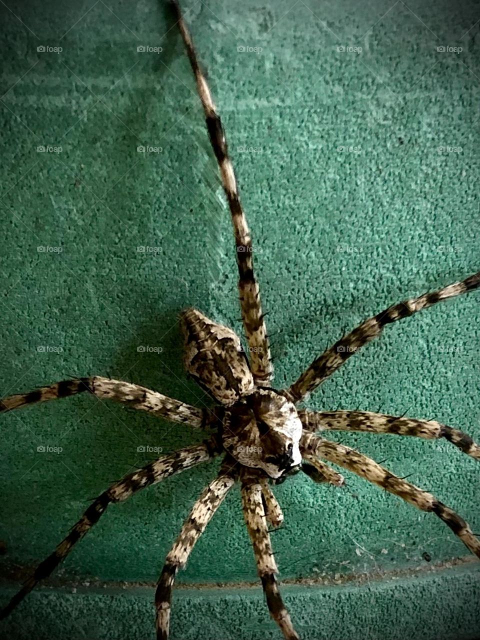 Closeup of large arachnid ON MY PORCH on the dog bowl - he’s as big as my hand!!