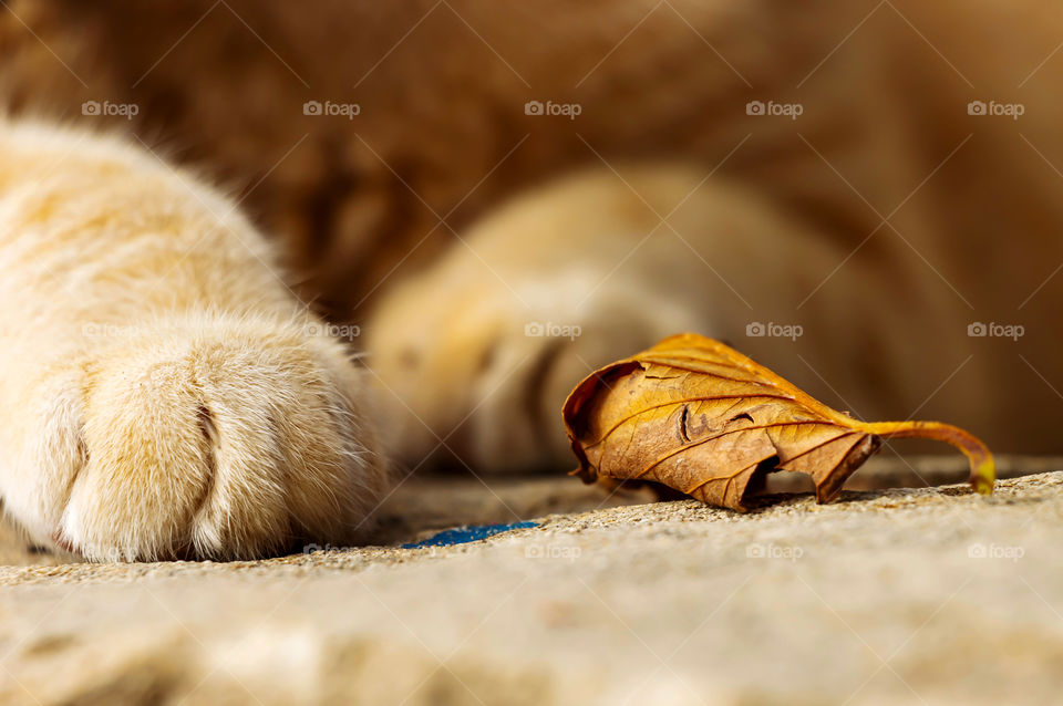 Cat's paws and dry leaf