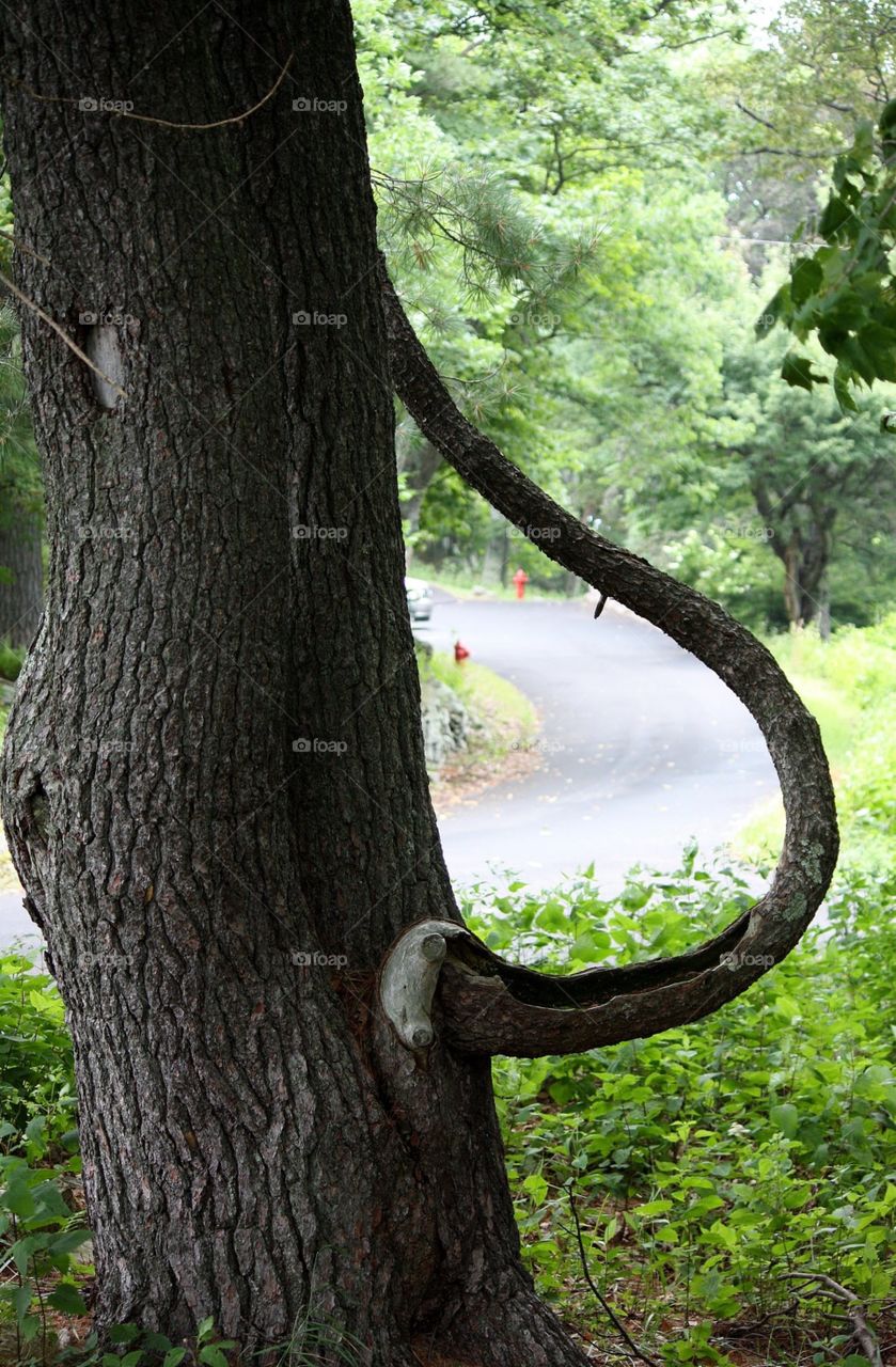 Tree Handle