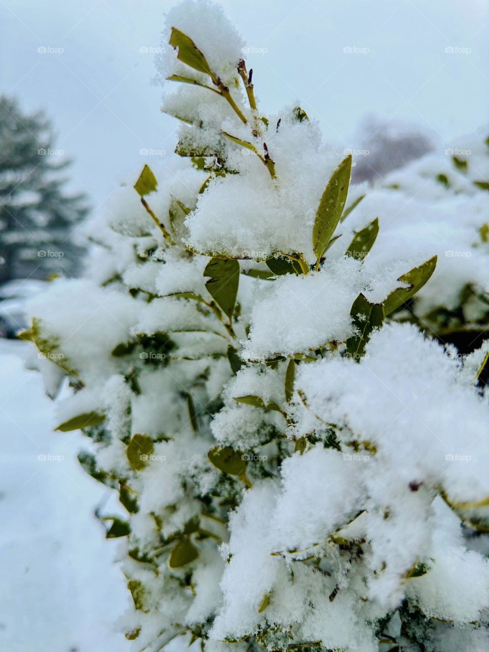 Snow covered Spirea