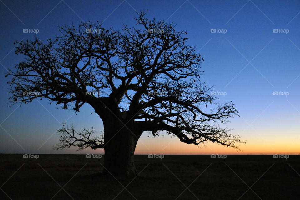 Boab tree at sunset