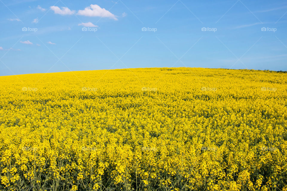 Yellow field of rapeseed flowers