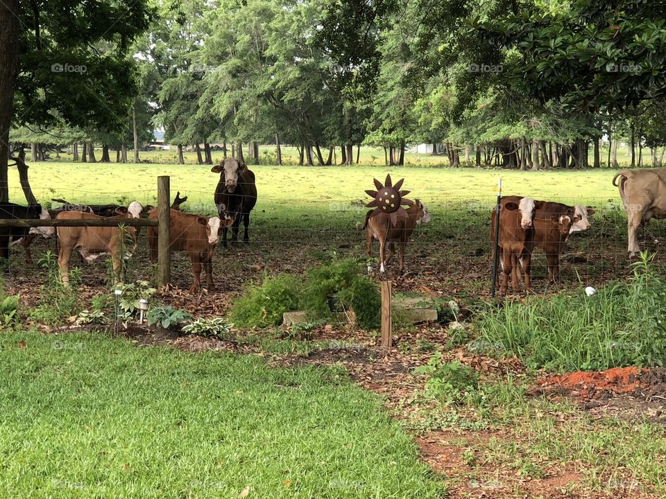 Neighborhood Pasture of Cows