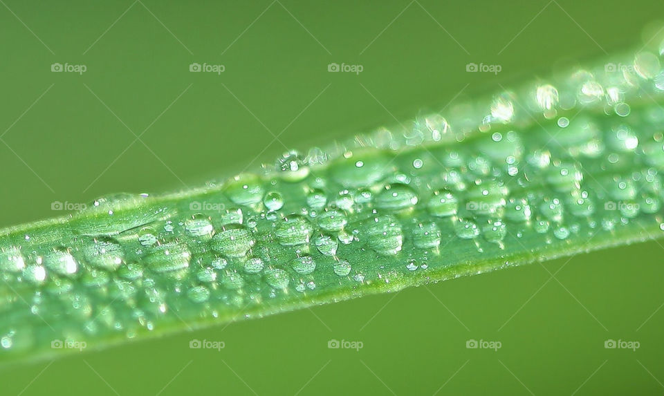 dew