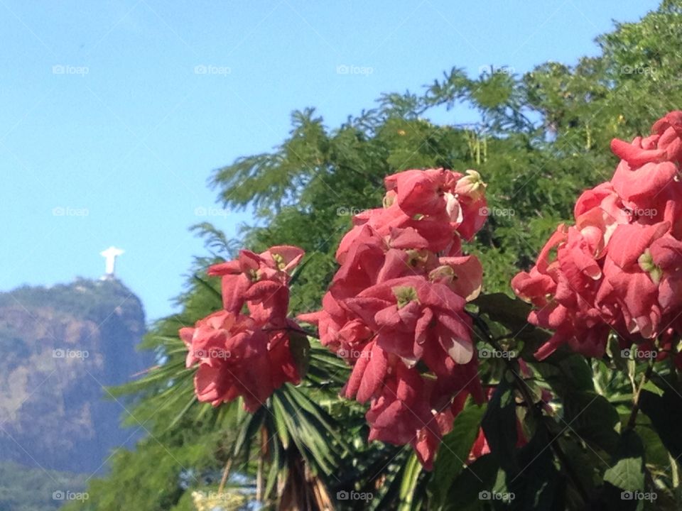 Rose in Rio