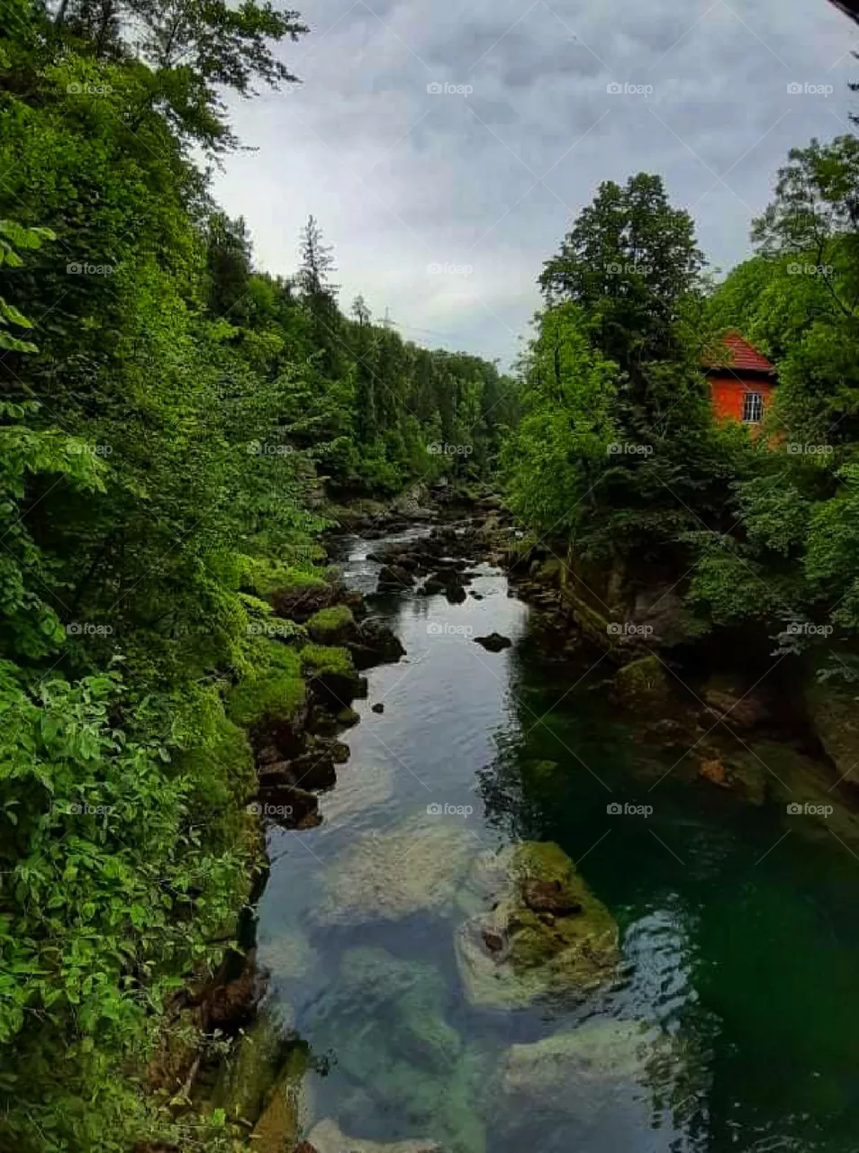 Hidden in the woods