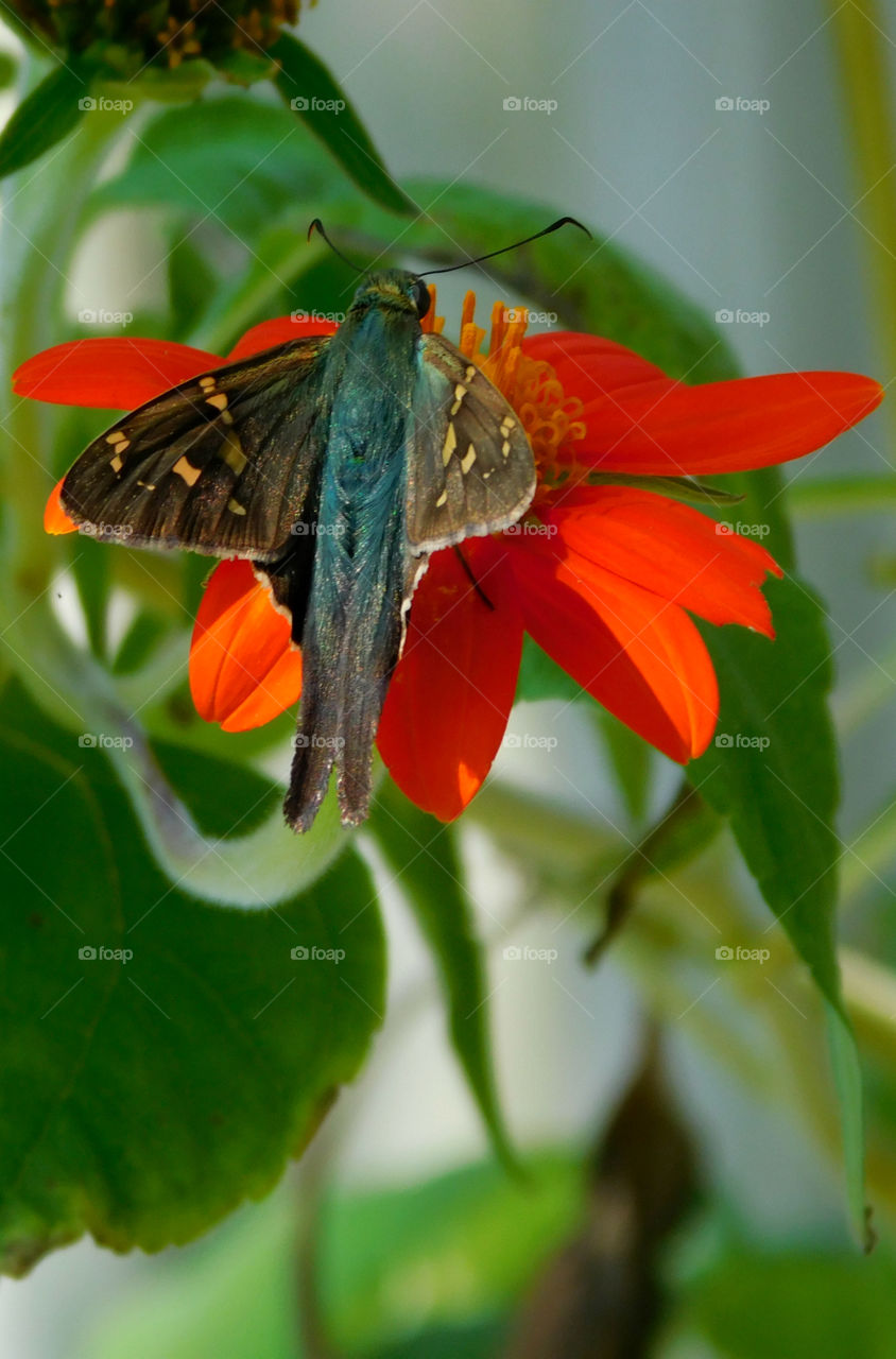 Moth pollinating on red flower