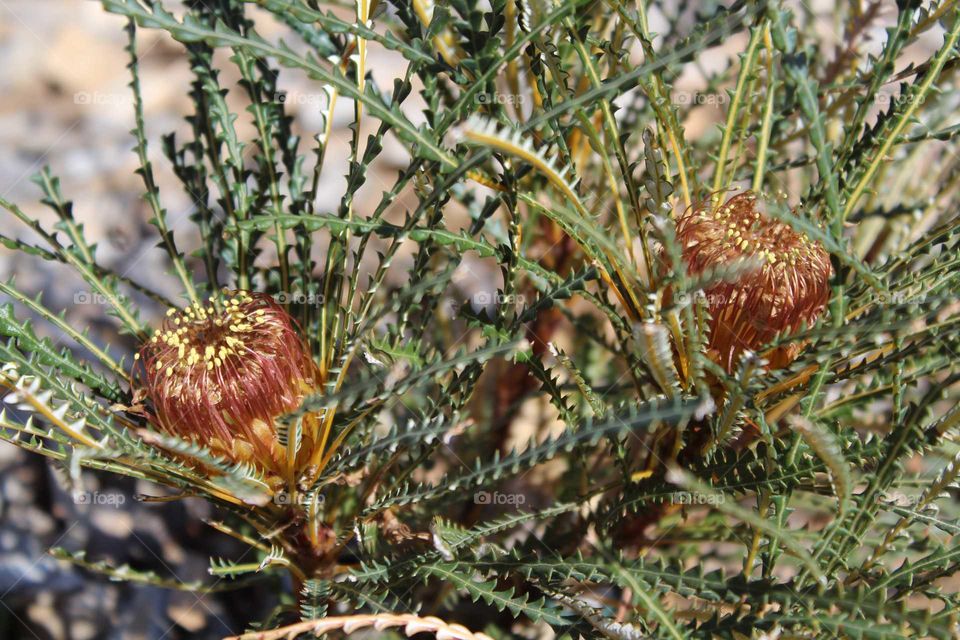 Close up of the beautiful interesting Australian native plant, Banksia dryandra