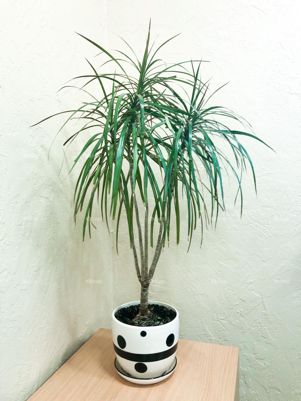 Green plant in white pot