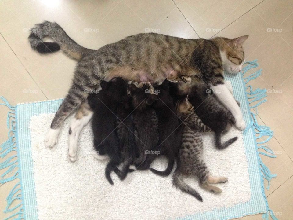 Lovely cat family