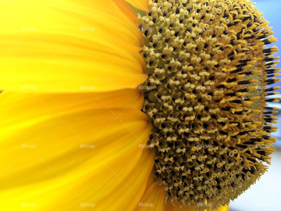 Sunflower profile. Sunflower profile