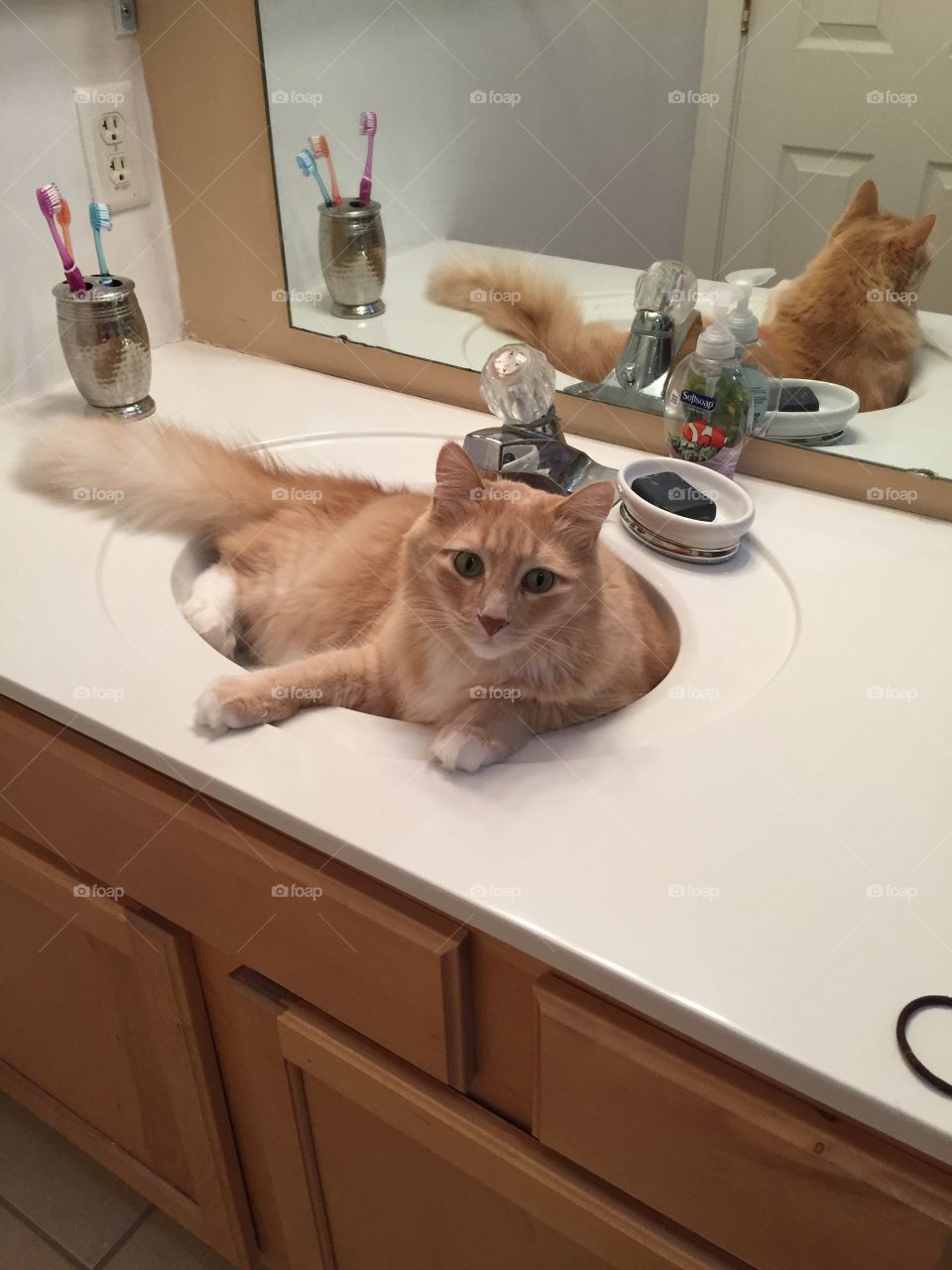 Cat in bathroom sink