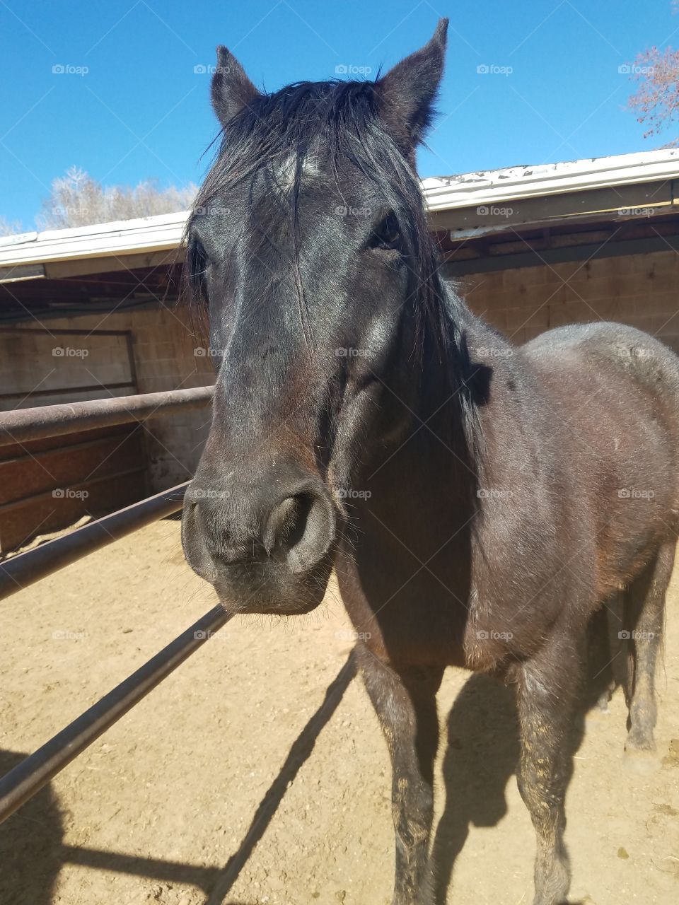 Black horse in stall