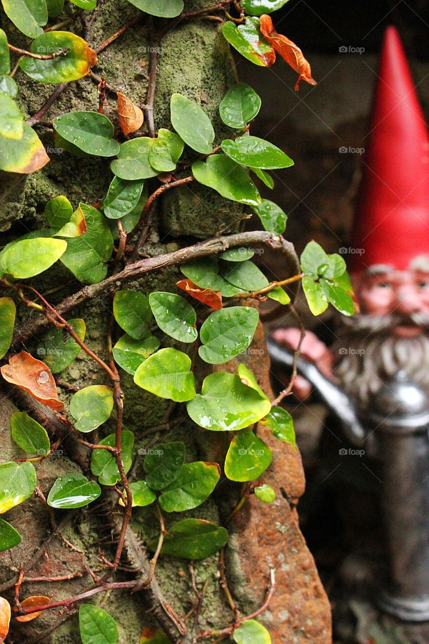 Watchful gnome 