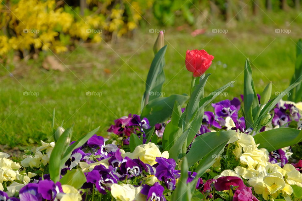 Tulip. Spring flowers.
