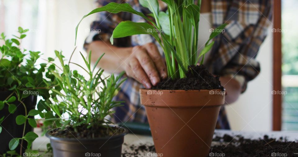 Waist of caucasian lady preparing plants at home