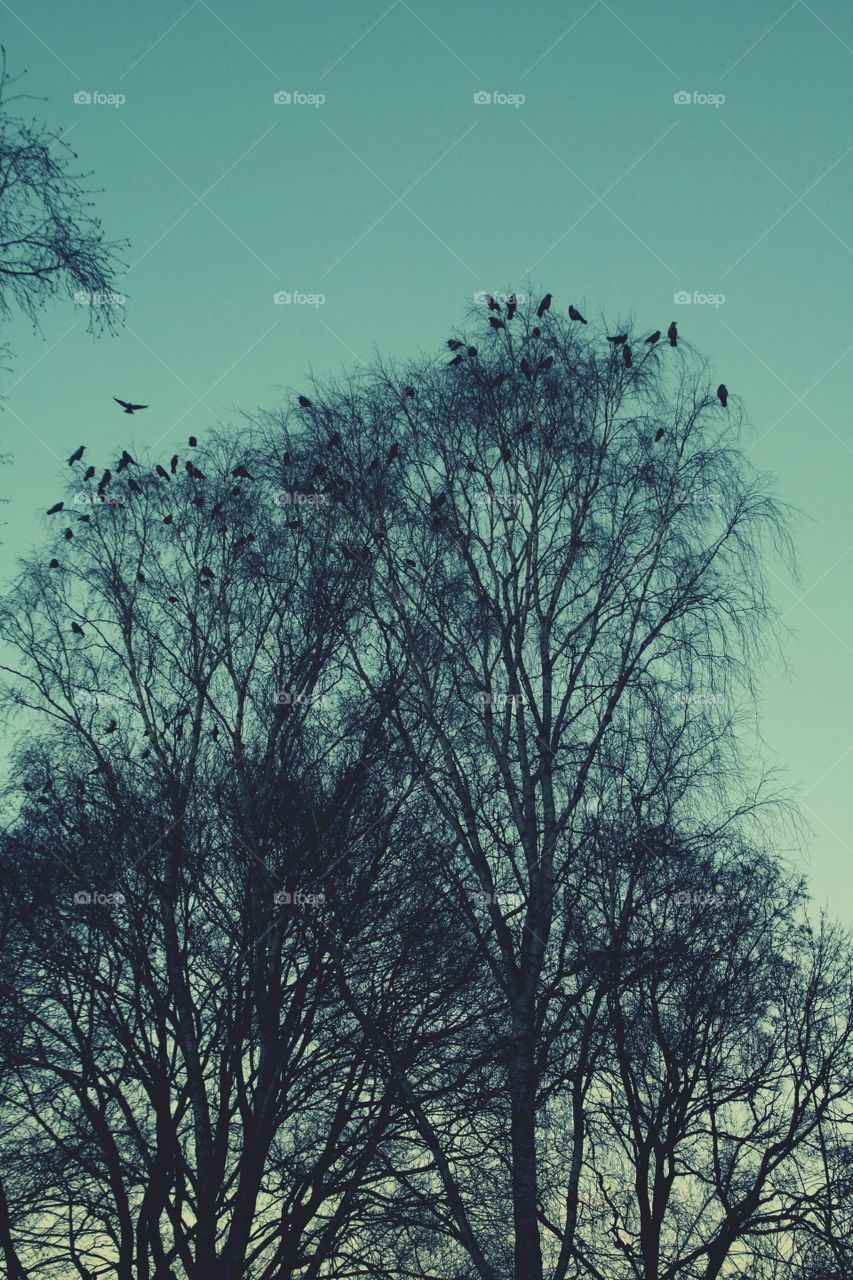 birds in the sky
