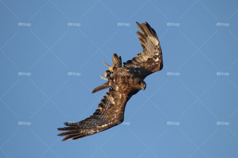 flying eagle (I know not the best but ...)