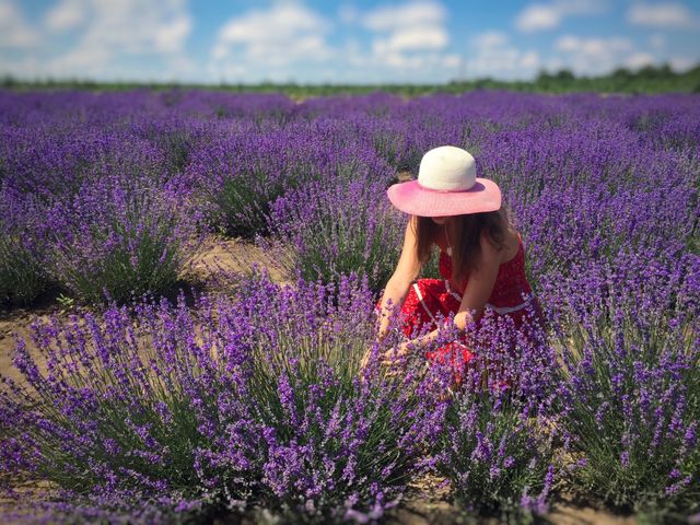 Lavender field