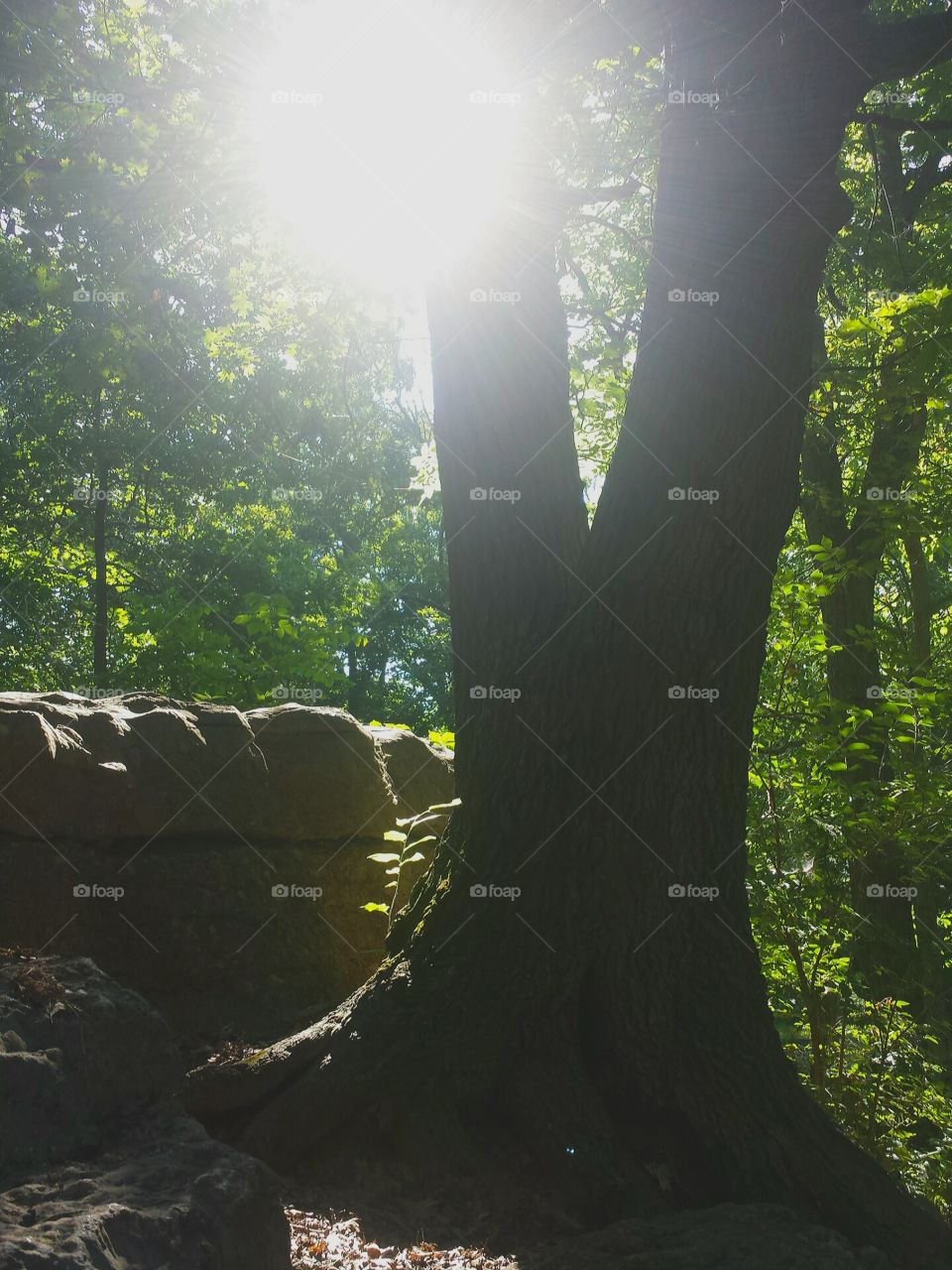 sunshine in the woods