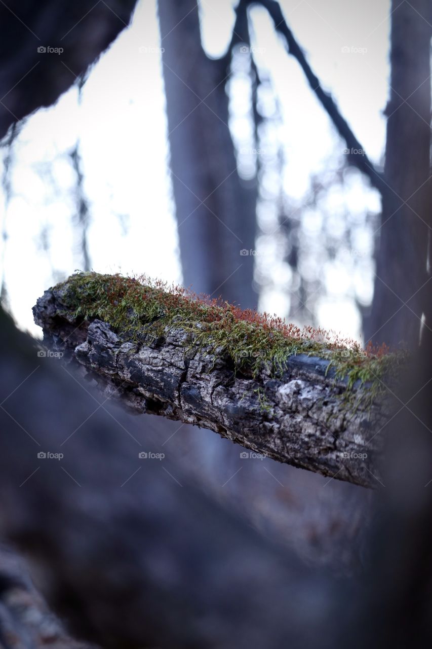 Moss covered log in the timber