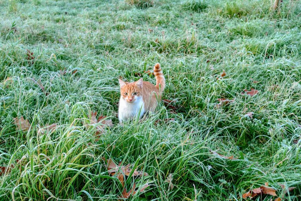 red cat in autumn meadow on a cold day