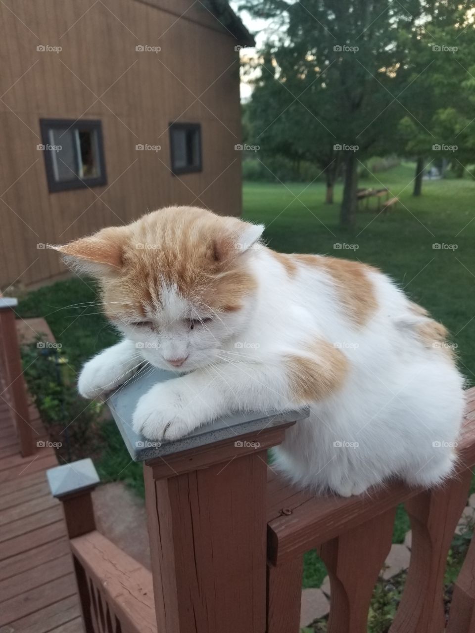 Cat on porch