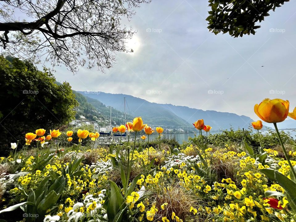 Montreux, yellow and oranges flowers, Mountains, Trees, lake, Swizerland 