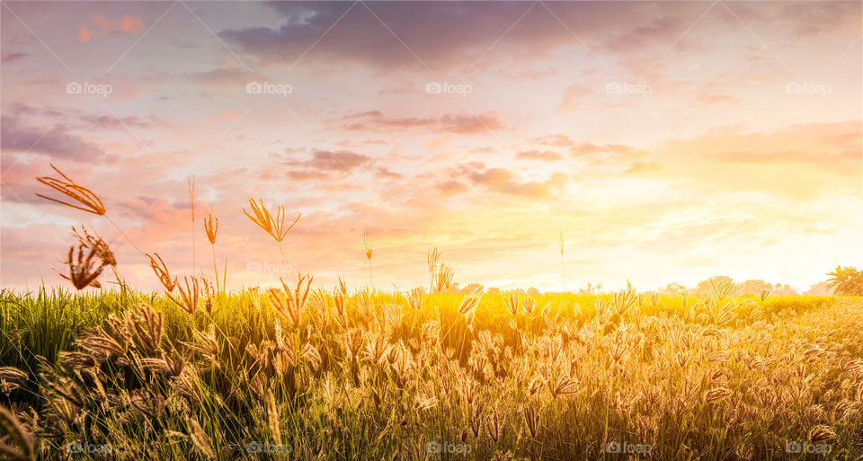 the golden field and golden hour with flowers grass.