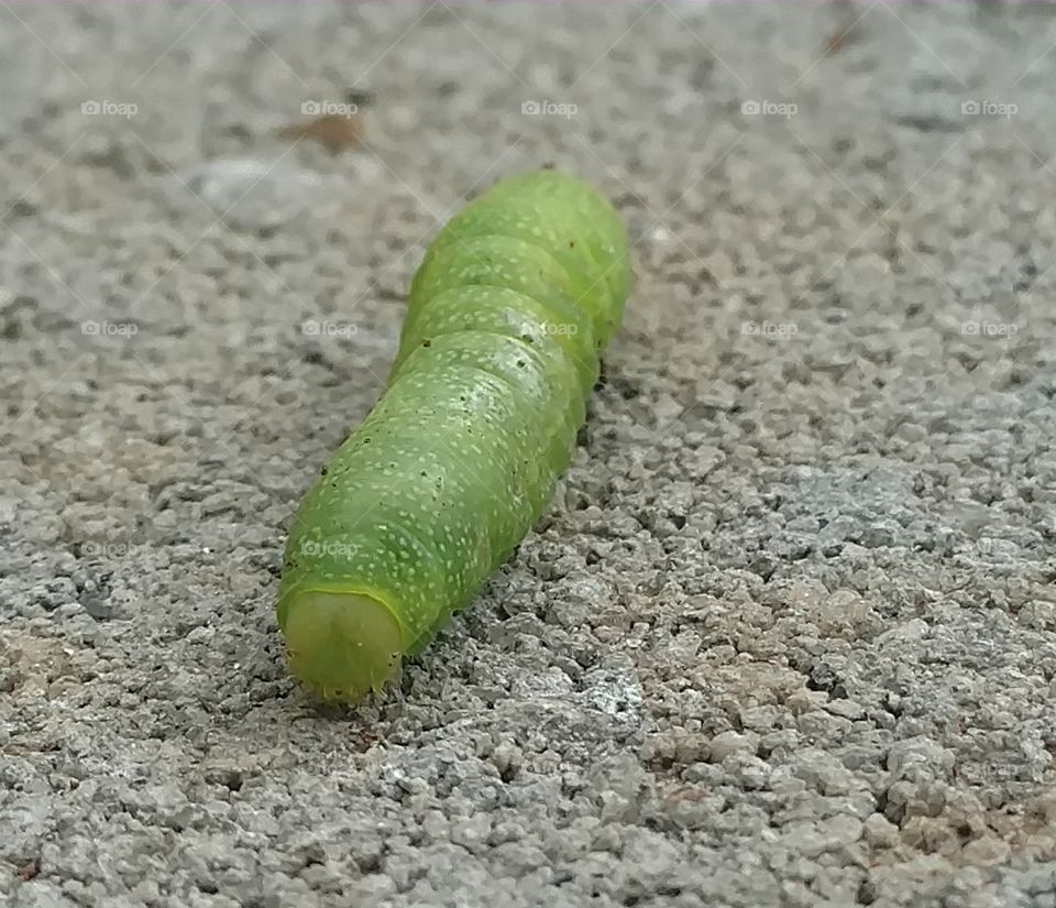 Caterpillar