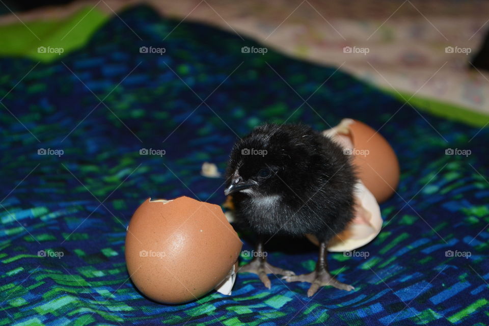 On black chicken hatched from a egg shell