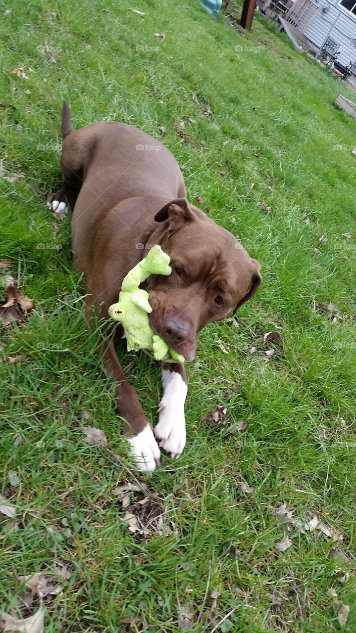 dog loves frog. My pit bull loves his toy frog. 