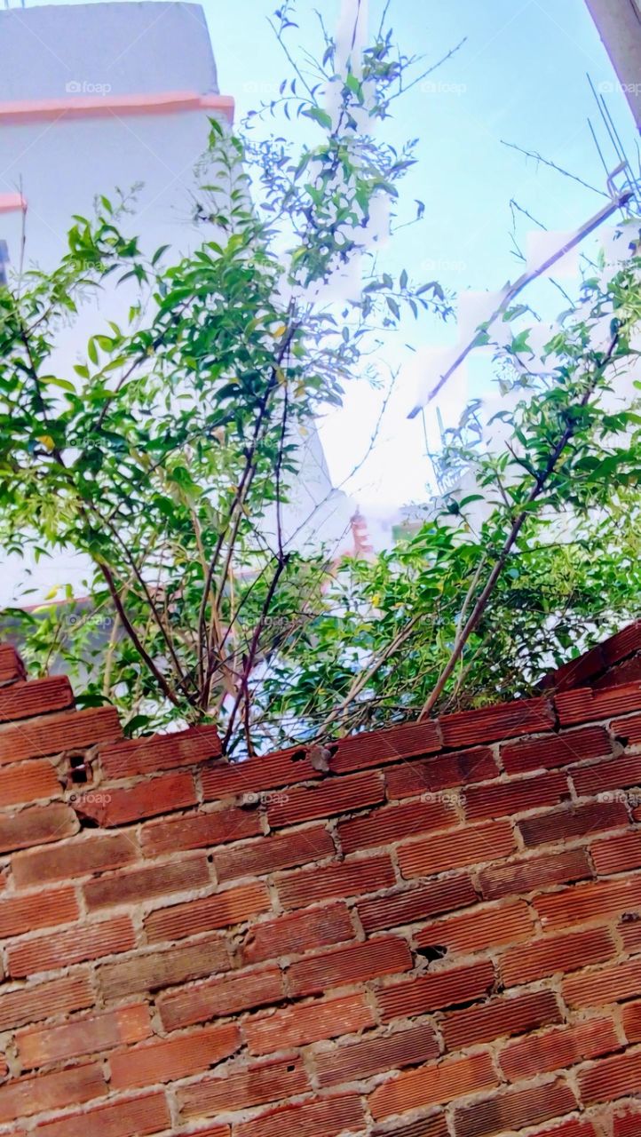 Tree branches red wall