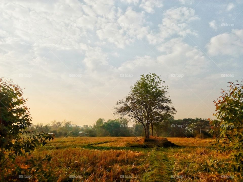 tree,farmland,sky
