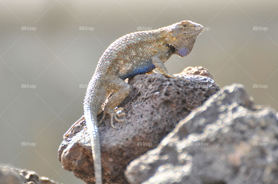 Blue belly lizard