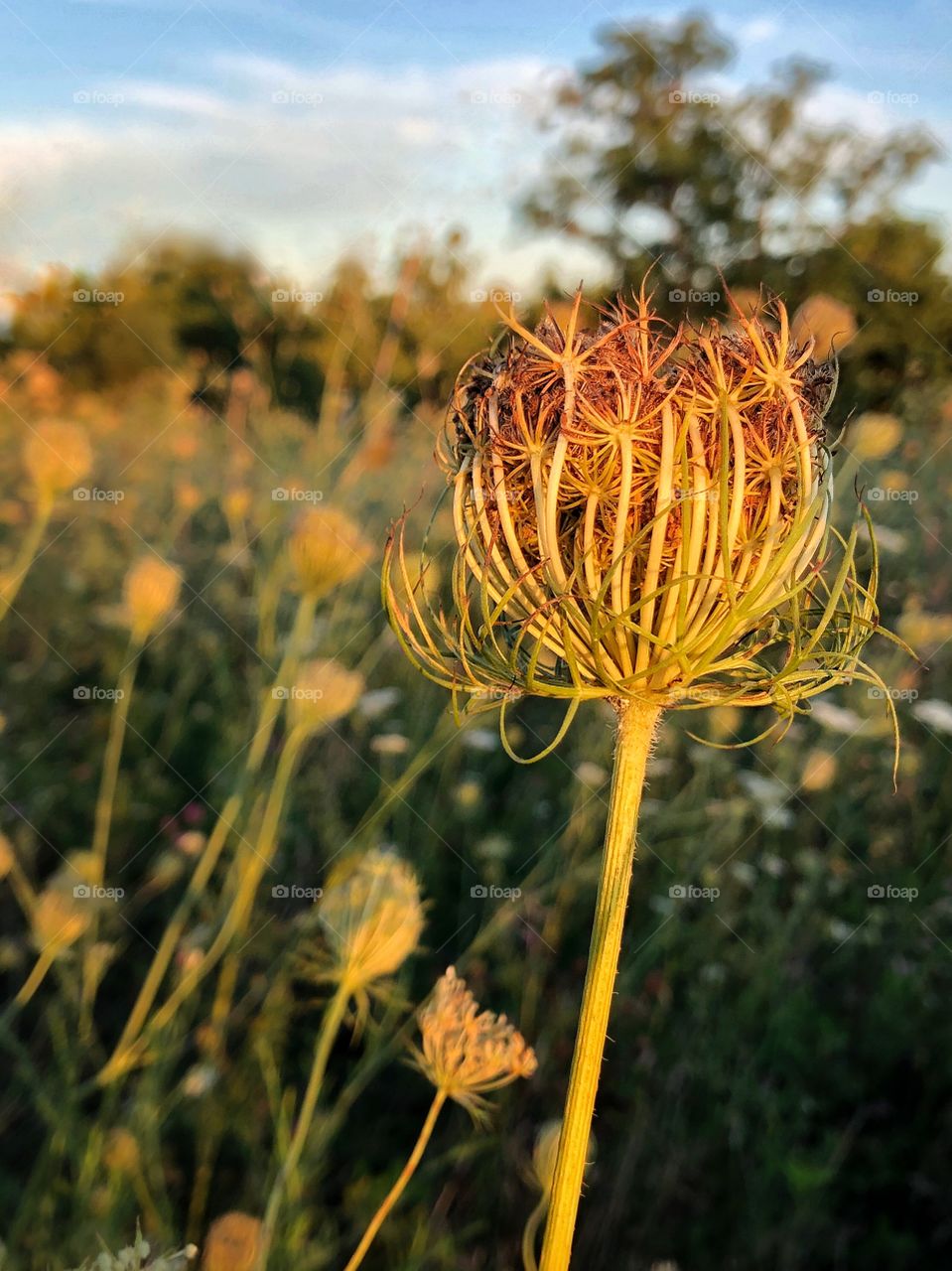 Wild carrot