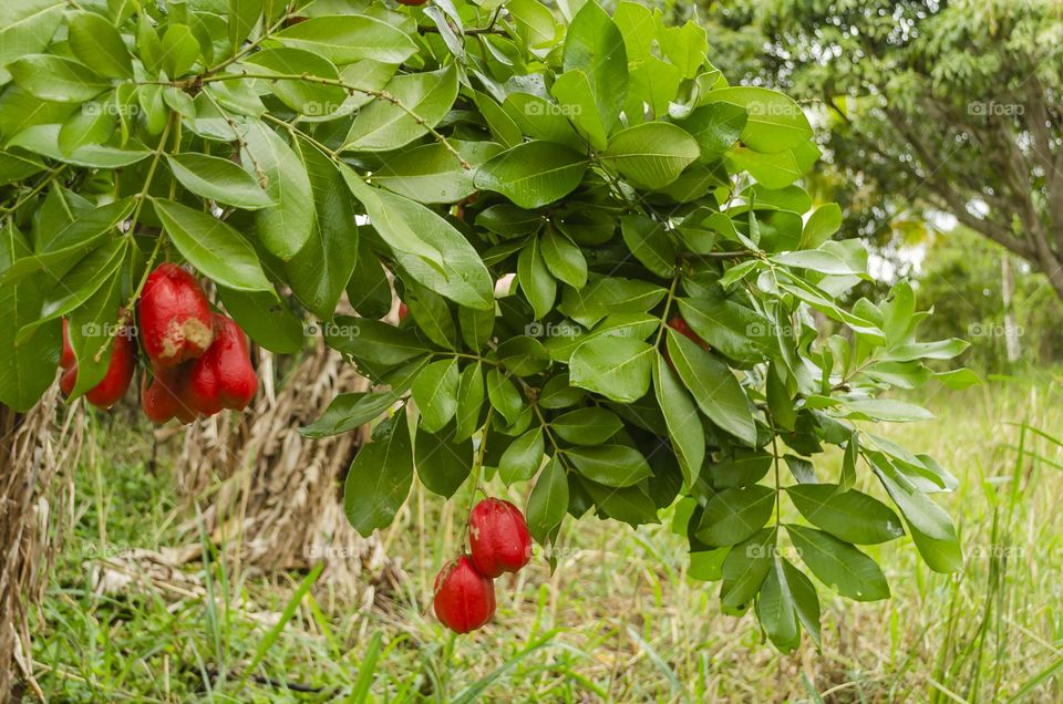 Branch With Ackee