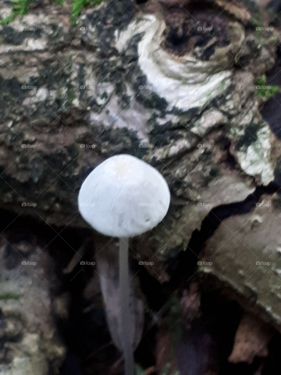 White Toadstool