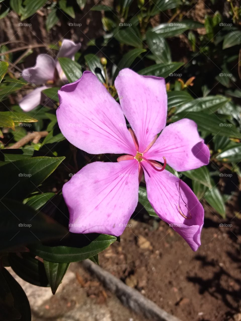 pink Flower