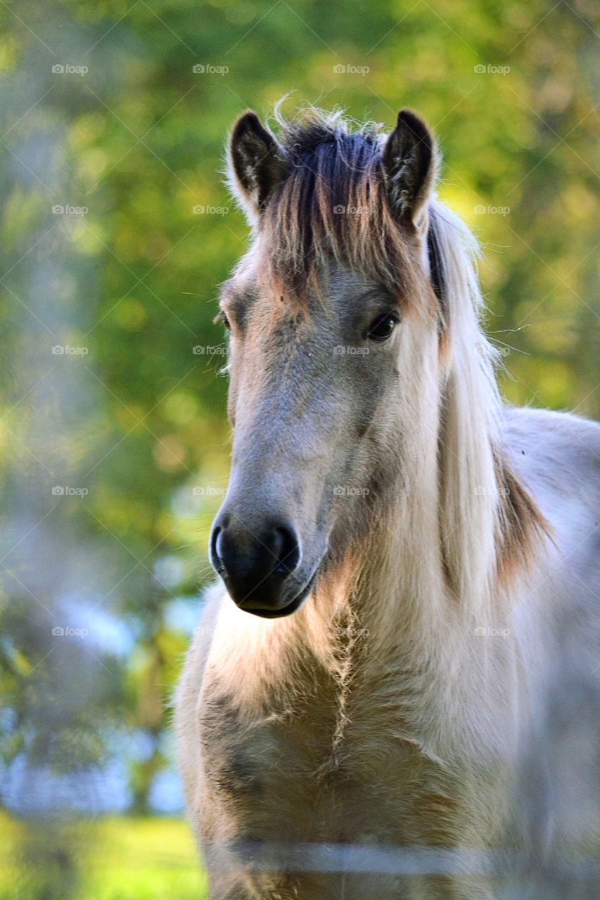 Portrait of a horse