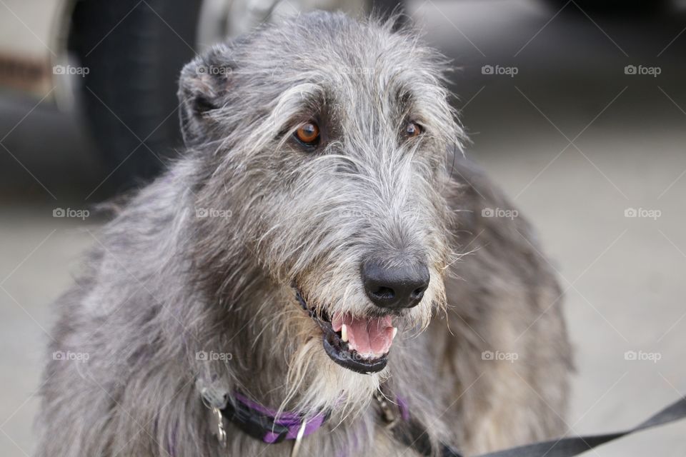 Irish wolfhound, dog with purple colour on leash, closeup headshot, wiry haired terrier, large purebred animal, gentle giant